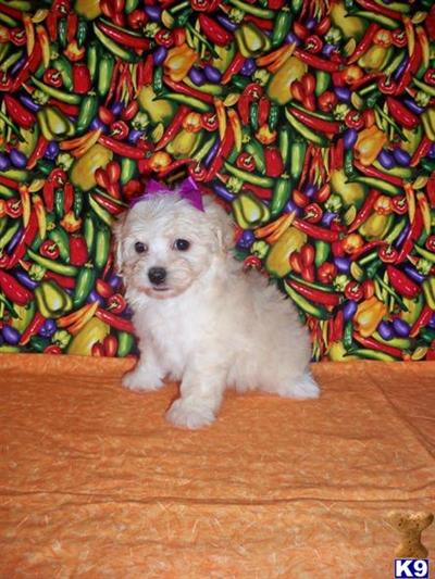 Puppies in LA